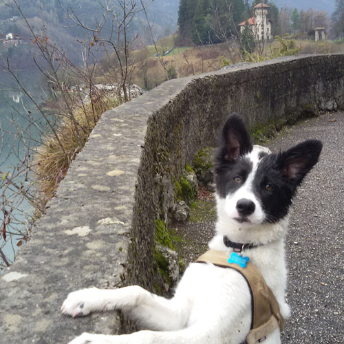 Vacanza Cani Trentino